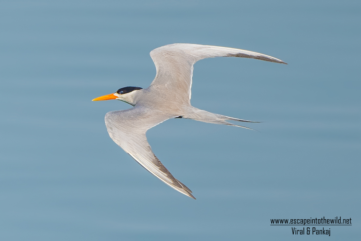 Black-bellied Tern